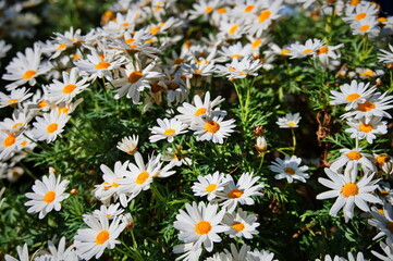Closeup of white daisy bush