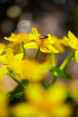 Spring ephemerals (Caltha palustris var. nipponica, エゾノリュウキンカ) swaying in the spring breeze in the wildflower garden at Midorigaoka Park, Obihiro City, Japan
