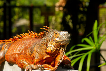 Bright orange iguana (Iguana iguana) under sunshine, with blur background