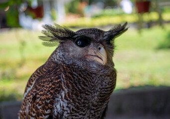 Close-up of an old owl bird (Ordo strigiformes), selected focus