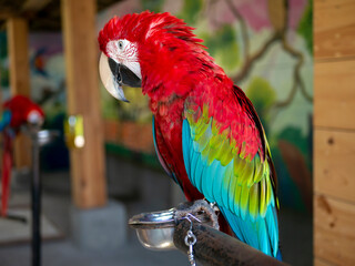 The red-and-green macaw (Ara chloropterus) in a mini zoo, in Yogyakarta, Indonesia