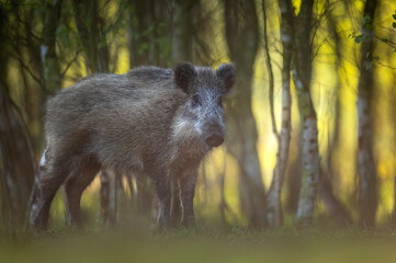 Wild boar ( Sus scrofa ) close up