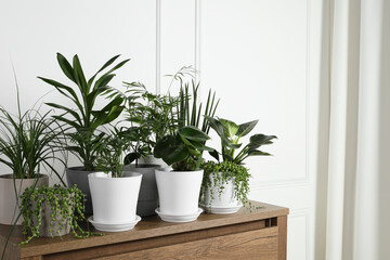 Many beautiful green potted houseplants on wooden table indoors, space for text