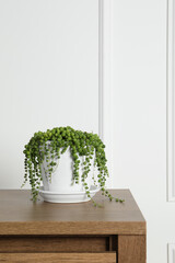 Beautiful green potted houseplant on wooden table indoors