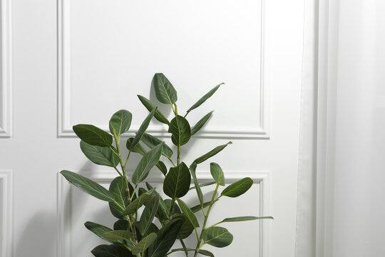 Green ficus near white wall, space for text. Beautiful houseplant