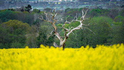 Rapeseed field with dead tree in the middle