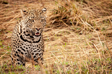 Leopard in the wild, Serengeti National Park, Tanzania