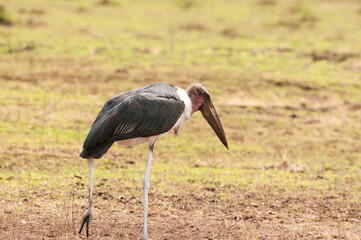 Obraz na płótnie Canvas Marabou stork, Serengeti National Park, Tanzania