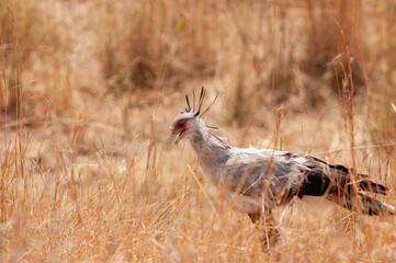 Secretarybird, Serengeti National Park, Tanzania Africa