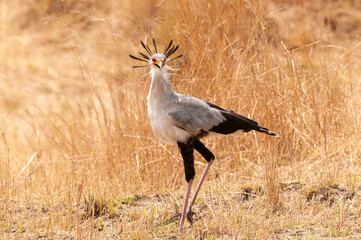 Obraz na płótnie Canvas Secretarybird, Serengeti National Park, Tanzania Africa