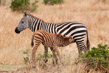 Obraz na płótnie Canvas Zebras in the wild- Zebra foal nursing, Serengeti National Park, Tanzania