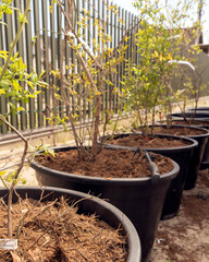 Care and planting of blueberry bushes in large containers with fertilizers and soil. The concept of gardening and growing plants