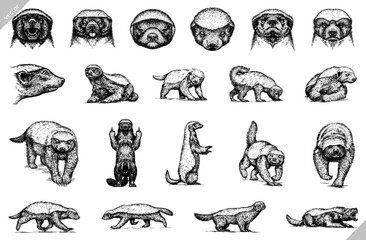 Vintage engraving isolated honey badger set illustration ink sketch. Ratel background tropical animal silhouette art. Black and white hand drawn image. - 599135746