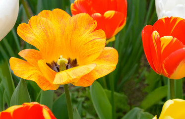 Yellow tulip with open petals on a blurred background