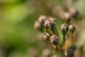 Close-up of brown and green buds of a rose in front of a blurred green background