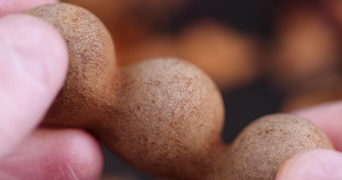 rotate a fresh tamarind fruit with your hand while cooking, a close-up of a tamarind in the kitchen