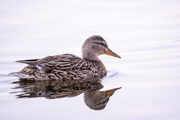 Close-up portrait of a female mallard duck swimming in the river. A lone wild duck with gray plumage is reflected in the clear water. Wildlife of the waterfowl