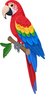 Scarlet macaw sitting on a branch vector illustration. Large red macaw tropical parrot with blue-yellow wings. Isolated on white background.