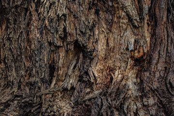 : old wood texture close up