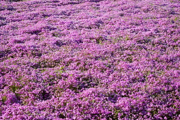 Naklejka premium It’s spring now so the flowers should bloom soon