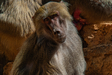 Close-up portrait of a baboon