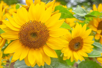 Naklejka premium 夏の黄色いひまわり