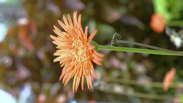 Beautiful orange gerbera flowers in the outdoor garden.