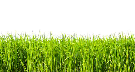 Rice Tree growth Isolated on transparent background,png file,Fresh Plant Field Green Farm Organic Nature,Traditional Asian Food.