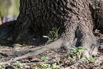 the first grass in the spring forest on a sunny day at the roots of trees