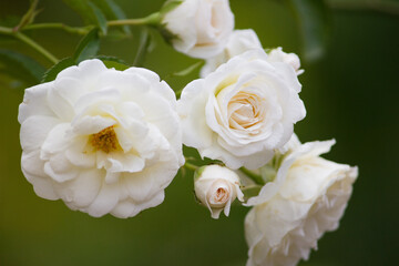 white rose flower