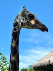 Close Up Giraffe side profile photograph
