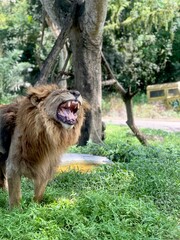 Screaming Angry Mighty Male Lion
