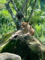 Fototapeta na wymiar Singa Betina or Female Lion resting and relaxing