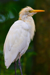 great heron