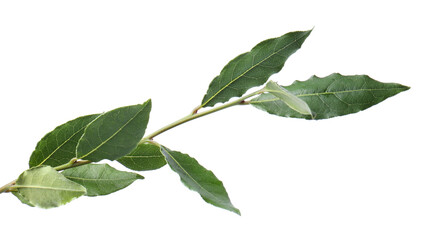 Branch of fresh bay leaves on white background