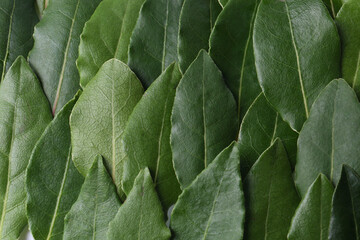 Many fresh bay leaves as background, flat lay