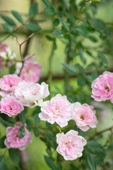 Fototapeta na wymiar 庭に咲くピンクのミニばら