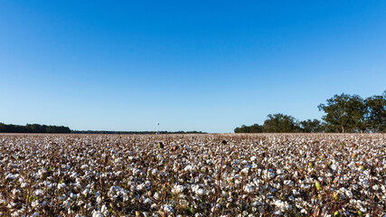 Central Alabama cotton field ready for harvest