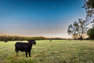 Cattle in twilight pasture with rising moon