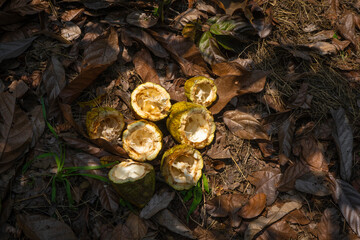 Theobroma cacao L. is the scientific name given to the cacao tree or cacao tree