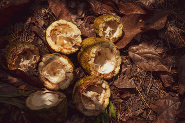 Theobroma cacao L. is the scientific name given to the cacao tree or cacao tree