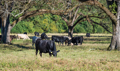 Cattle herd in pecan trees