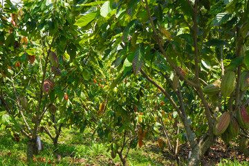 Theobroma cacao L. is the scientific name given to the cacao tree or cacao tree