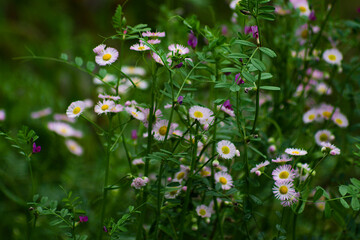 flowers in the field