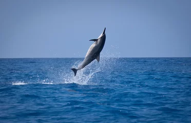 Fototapeten Spinner dolphin jumping completely out of ocean, Kona, Hawaii © catahula
