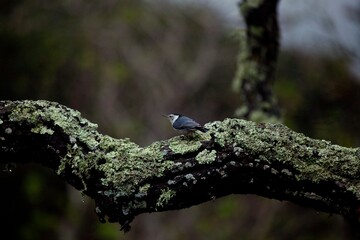 White breasted nuthatch in oak tree, California USA