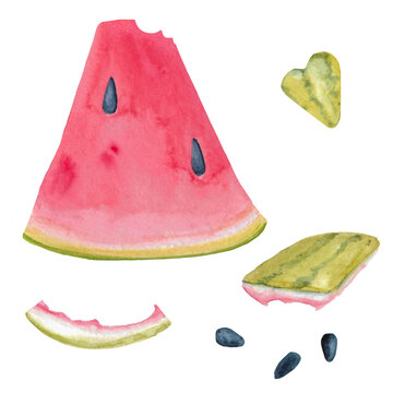 Watercolor hand-drawn watermelon. Bitten juicy slice of watermelon. Organic garbage. Skin stub of red ripe round watermelon.