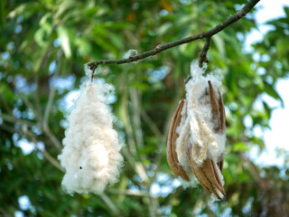 Close up of Ceiba pentandra pod also known as kapok, Java cotton, Java kapok on nature background.