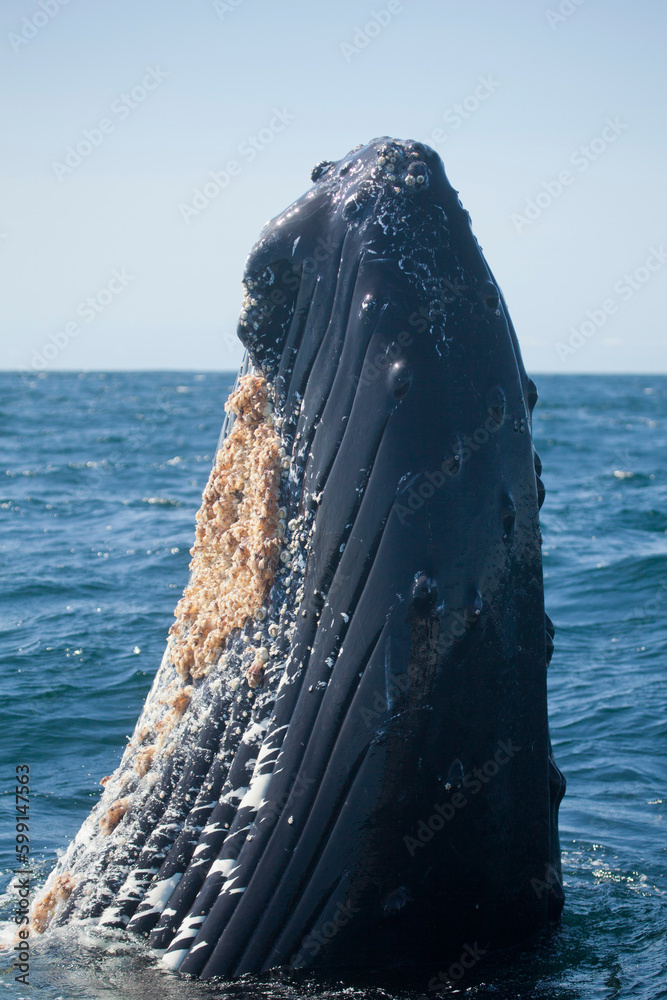 Wall mural humpback whale spy hopping, monterey bay, california