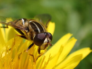 Hover fly on yellow flower